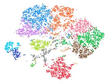 Single-cell RNA-seq: Clustering Analysis